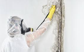 Best Environmental Consulting for Mold Prevention  in Preston, ID